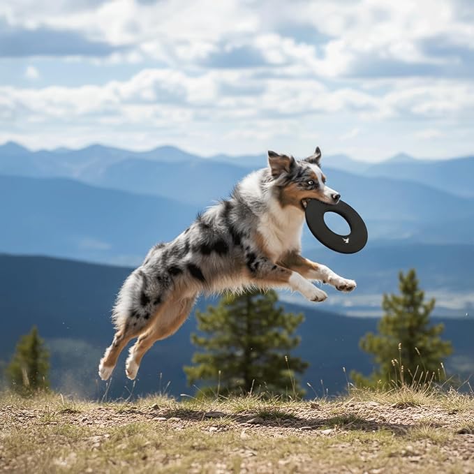 OllyDog Mini Super Flyer, Floating Dog Disc for Water Play – Soft Durable Dog Fetch Toy, Eco-Friendly Recycled Material, Gentle on Teeth, Lightweight Flying Disc for Medium, Small Dogs (Raven, 9")
