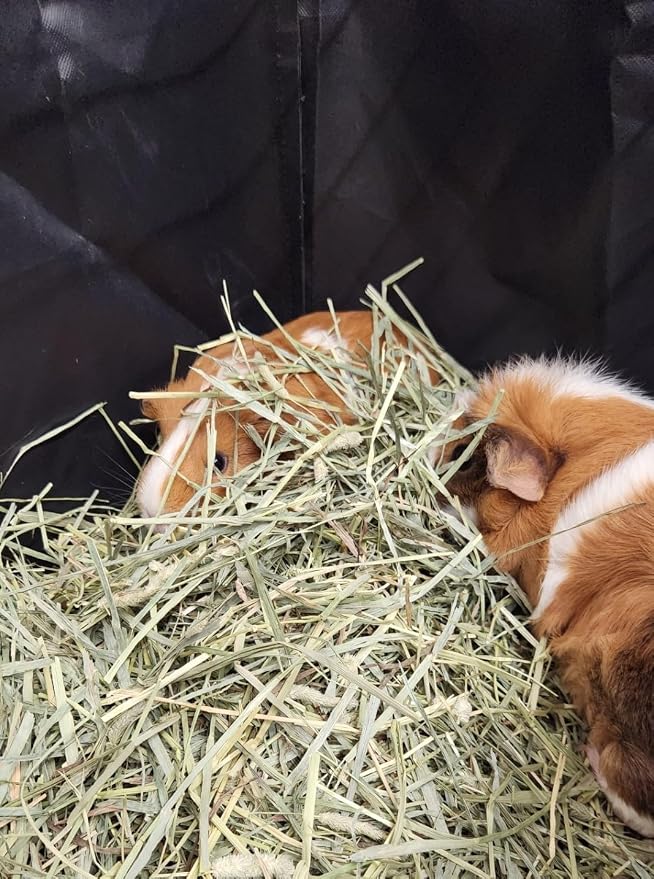 Hayzee Original Guinea Pig Hay Holder Feeder Litter Box Less Mess Encourages Natural Burrowing Instincts and Provides Ample Supply of Hay to Guinea Pigs and Rabbits (Black, 27")