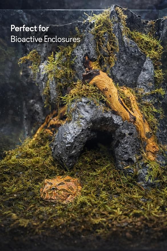 Sphagnum Moss Substrate for Reptiles & Terrariums (2)