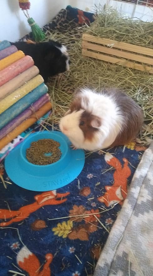 Tip-Proof Bowl for Guinea Pigs and Other Small Pets - Sky Blue - Large 3/4 Cup Size New (Pack of 2)