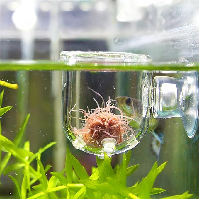 Fish Food Feeder with Suction Cup, Transparent Fish Tank Feeding Cup with Glass Hole, Sturdy Aquarium Live Feeder Container Accessory for Feeding Small Tropical Fishes