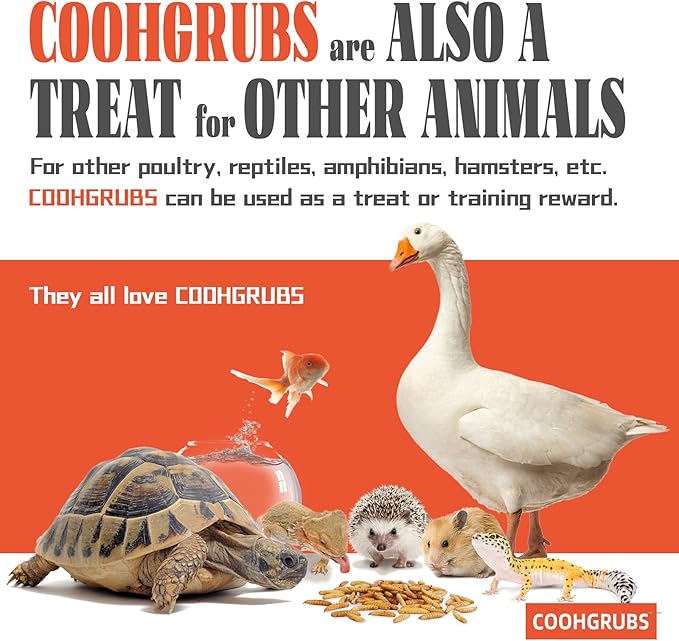 COOHGRUBS Black Soldier Fly Larvae for Chickens – 100% Natural Non-GMO Grubs, 85X More Calcium Than Dried Mealworms – Clean, Nutritious & Delicious High-Protein Poultry & Bird Treats, 10-lb Box