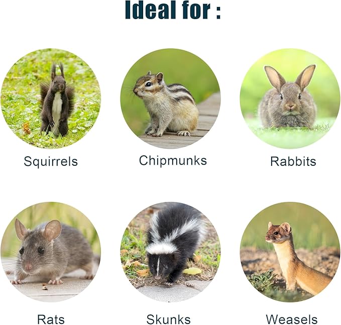 Live Animal Cage Trap, Heavy Duty Humane Cage Trap for Squirrels, Chipmunks, Rabbits, and Small Rodents, Safely Catch & Release - 1 Trap