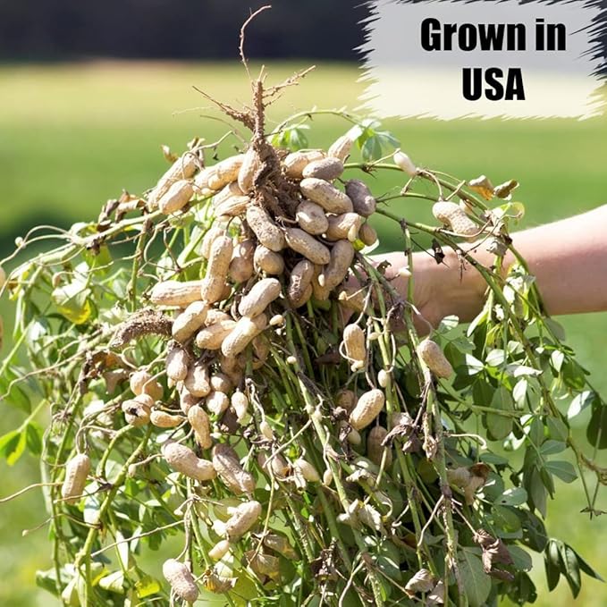 Old Potters in-Shell Peanuts, 25 lbs for Birds, Squirrels, and Wildlife. USA Grown Non-GMO, Small Farm, Raw in-Shell Peanuts. Wildlife Grade, 25 lbs.