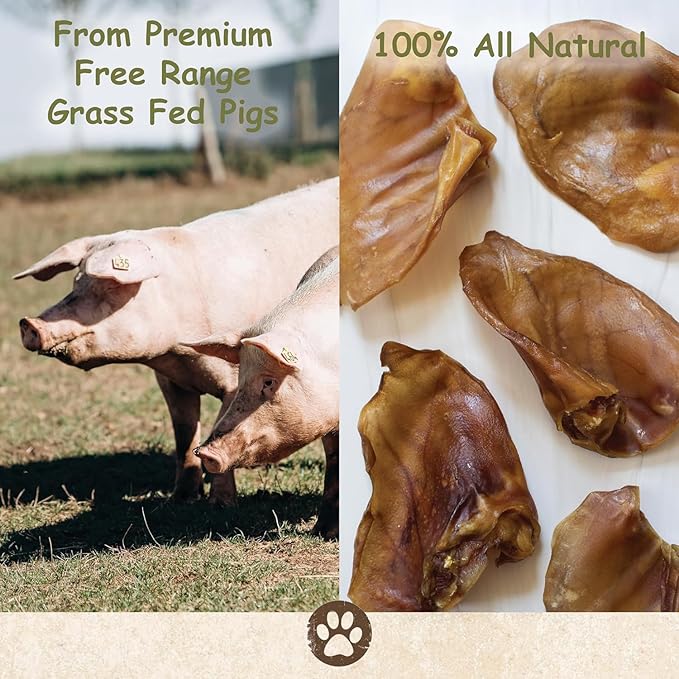 Top Dog Chews – 100 Pack, Pig Ears for Dogs, Whole, Full Uncut American Made, Single Ingredient, Thick, Large Dog Treat for Small, Medium or Large Breeds, Bulk Dog Chews (100 Pack)