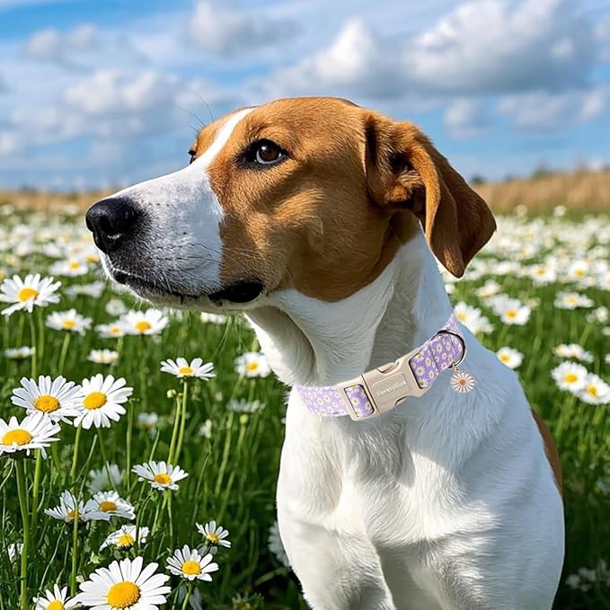 Lionet Paws Floral Dog Collar- Cute Daisy Purple Dog Collars with Plastic Buckle, Light Adjustable Dog Collars for Medium Dogs