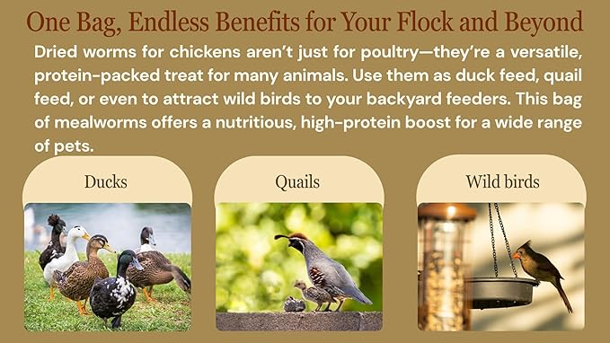 Bulk Dried Mealworms 10Lb Bag -Premium Non-GMO Dried Mealworms for Chicken, Nutritious High Protein - 100% Natural for Laying Hens, Birds, Ducks, Chicken Feed