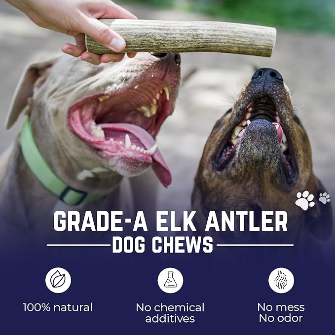 Devil Dog Pet Co. Elk Antlers for Dogs, Natural Dog Chew for Aggressive Chewers - Long Lasting and Odor Free - USA Sourced - Cleaner Teeth, Anxiety & Boredom Relief - Whole Monster 9"+ - Antler Bone
