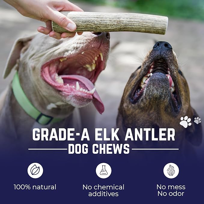 Devil Dog Pet Co. Elk Antlers for Dogs, Natural Dog Chew for Aggressive Chewers - Long Lasting and Odor Free - USA Sourced - Cleaner Teeth, Anxiety & Boredom Relief - Whole XL 7"+ - Antler Bone