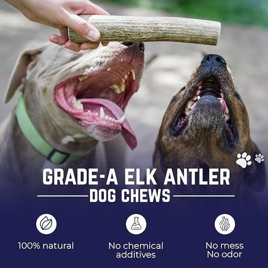 Devil Dog Pet Co. Elk Antlers for Dogs, Natural Dog Chew for Aggressive Chewers - Long Lasting and Odor Free - USA Sourced - Cleaner Teeth, Anxiety & Boredom Relief - Whole Small 4"+ 2 Pack
