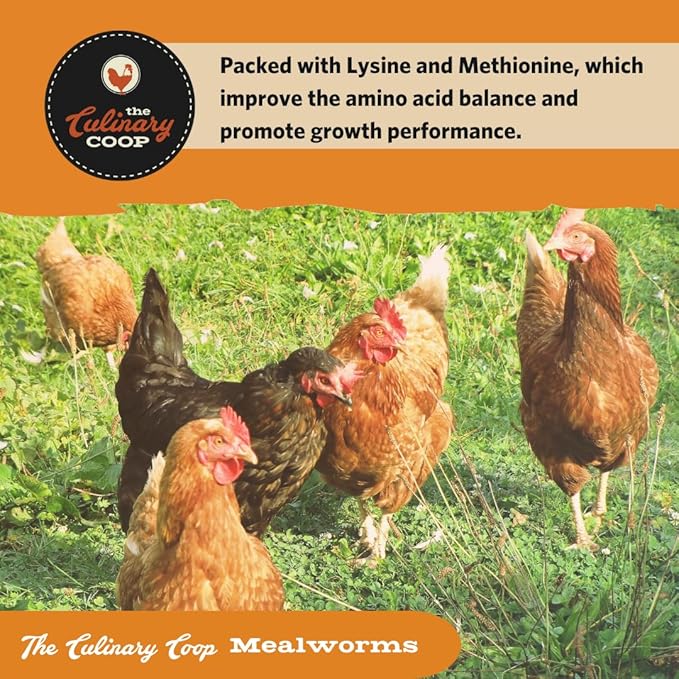 Fluker's Culinary Coop Premium Chicken Treats, Mealworms 10 oz, High Protein Worm, Nutritious Treat