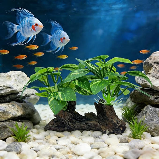 Aquarium Driftwood, Natural Fish Tank Decor for Betta, Reptile Hideout & Terrarium Ornament, Type-C