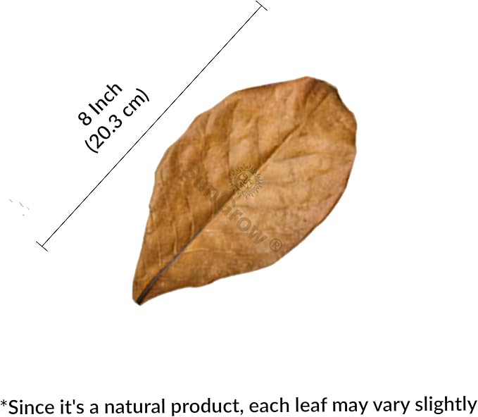 SunGrow 10 Indian Almond (Catappa) Leaves 8″ for Betta Fish – Natural Aquarium Water Conditioner, Adds Tannins, Lowers pH, Fin Growth and Enhances Color, Stress Relief, Water Softening Treatment