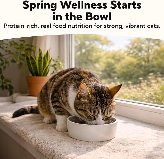 Dave's Pet Food Cat Kidney Support (Chicken & Vegetable Stew) - Low Phosphorus & Low Protein Wet Canned Cat Food for Renal Health - No Prescription Needed - 3 oz (Case of 12)