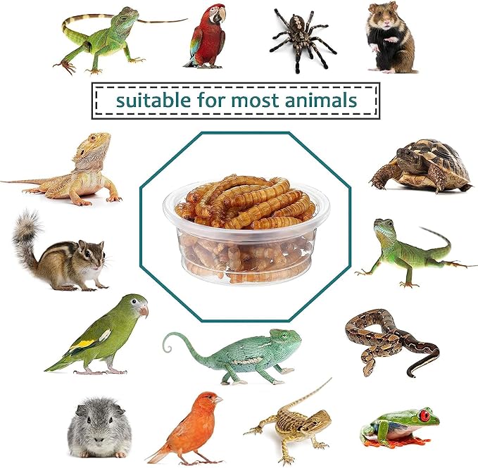0.5oz Crested Gecko Food and Water Feeding Cups, Reptile Feeder Bowls, Plastic Replacement Food Dish for Lizard and Other Small Pet Ledge Accessories (500 pcs)