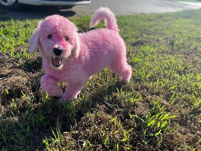 Crazy Liberty Magic Color Shampoos (Pink) - Semi-Permanent Pet Hair Coloring, Safe and Gentle Ammonia and Paraben Free, Non-Toxic for All Pets