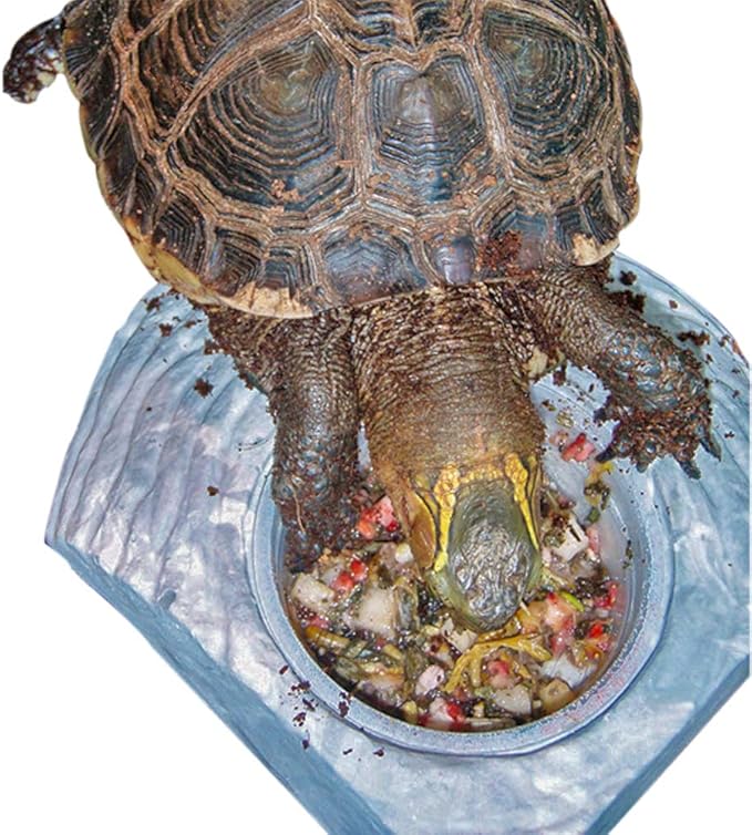 Healthy Herp Box Turtle Food Instant Meal for Reptiles - Nutritious Turtle Food, Tortoise Habitat Accessories - Made in USA - for Box Turtles, Lizards, Tortoises - Variety Pack (14 Cups & 1 Dish)