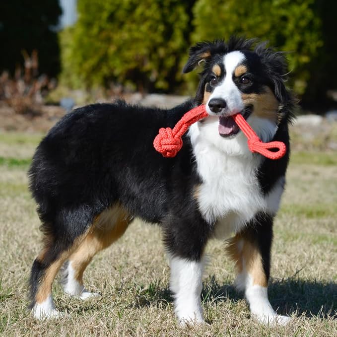 Playology Dog Toys | Tough Tug Knot for Puppies and Young Dogs | Beef Scented Medium Chew Toy Tug Rope | Tug of War Puppy Essentials