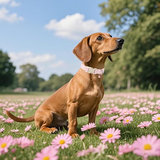 Lionet Paws Floral Dog Collar- Cute Daisy Pink Dog Collars with Plastic Buckle, Light Adjustable Dog Collars for Medium Dogs