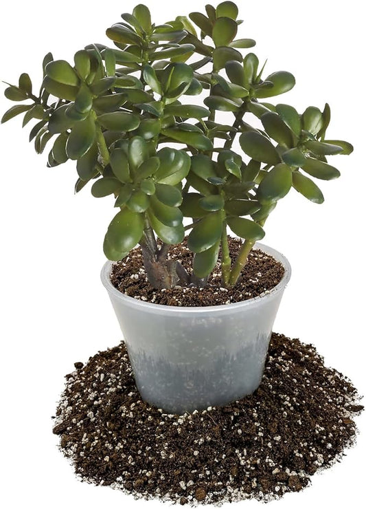 GARDENERA Premium Jade Plant Potting Soil Mix - 20 Quart (4 Bags of 5 Quart)
