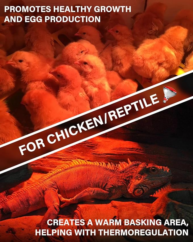 Heat Lamp Bulbs for Chickens Coop Brooder,150 Watt Reptile Heat Lamp Bulb Infrared Red Light for Chicks,Birds,Ducks,Dogs,Cats (Heating Lamp Not Included)-ONLY Sold Official
