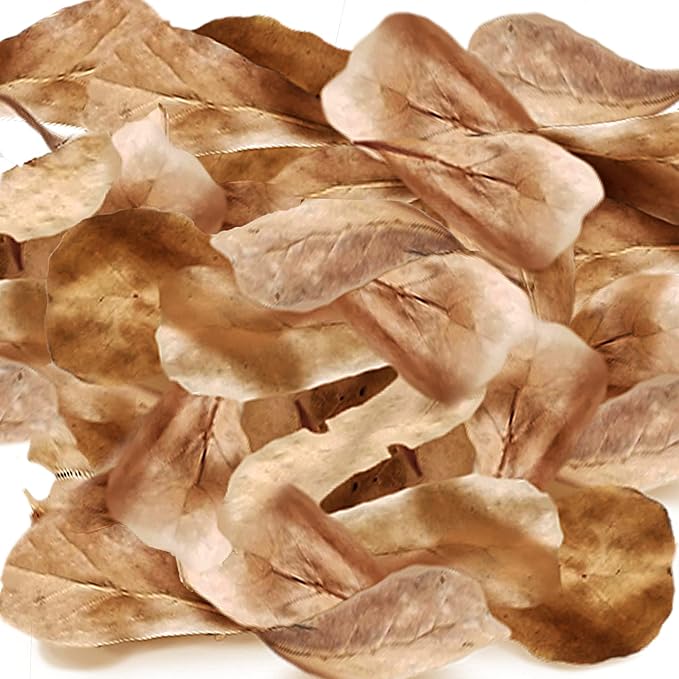 SunGrow 100 Pcs Mini Catappa Indian Almond Leaves for Betta Fish Aquarium, Shrimp, Frogs, Improves Habitat, Gives Tea Color, Helps in Lowering Aquarium Water pH, Improves Immunity