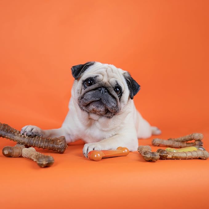 Nylabone Healthy Edibles Natural Dog Chews, Long Lasting Bones for Dogs, Bacon Flavor Dog Treats, Medium (1 Count) (Pack of 2)