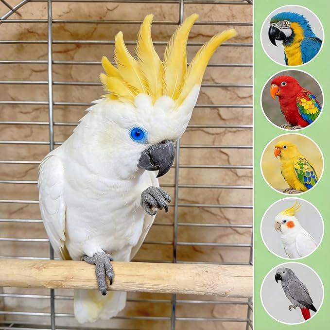 2PCS Natural Wooden Parrot Perch Stand, Wood Bird Perches for Cage with Different Widths Bird Cage Toys Accessories Hanging Multi-Branch Platform for Macaws Parakeets Conures Budgies Finches