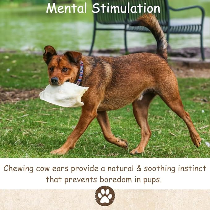 Top Dog Chews - Full Size, Thick Cut, Cow Ears Dog Treats, 100% All Natural, Rich in Protein and Flavor, Healthy & Delicious Chews, Rawhide Alternative (Pack of 10)