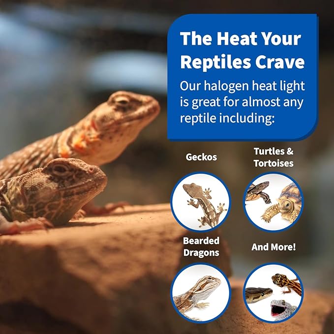 Pangea 75W Halogen Heat Lamp for Reptiles - Warming UVA and Infrared Light for Turtles, Tortoises, Bearded Dragons - Heating Bulb Terrarium Accessories, Designed for Ceramic Sockets (75 Watt)