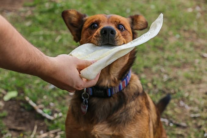 Top Dog Chews - Full Size, Thick Cut, Cow Ears Dog Treats, 100% All Natural, Rich in Protein and Flavor, Healthy & Delicious Chews, Rawhide Alternative (Pack of 10)
