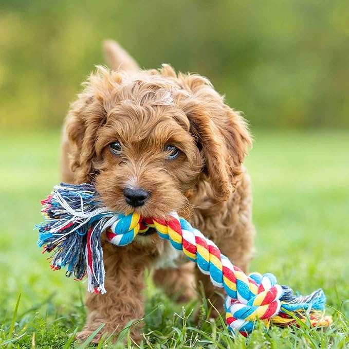 Jeffers Pet Rope Bone Dog Toy, Multi-Colored, 10" – Durable Braided Rope for Tug of War, Chewing & Fetch – Interactive Play for Pets – Machine Washable Dog Game Toy, Supports Healthy