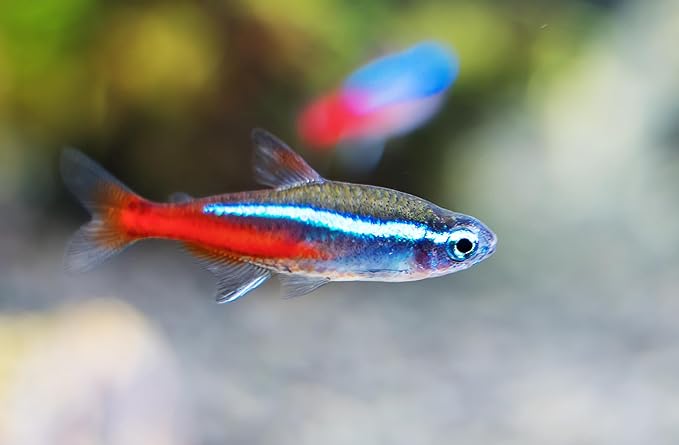 Swimming Creatures 5 PCS Assorted Tetra Mix, Freshwater Aquarium Fish Live Arrival Guarantee (3-4 Kinds Mix)
