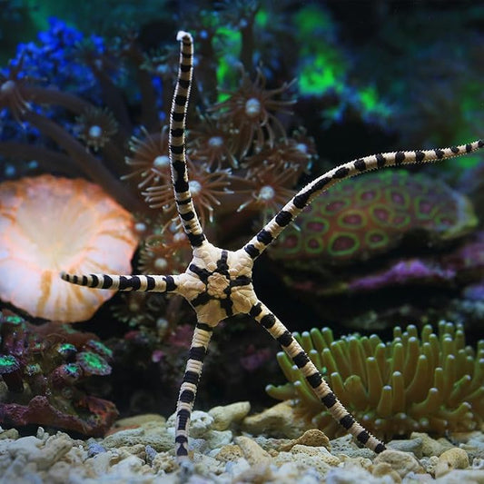 Fish Tank Coral Filter Fish Tank Filter Crushed Coral for Freshwater Aquarium Bio Ceramic Filter Media Fish Tank Filtration Material Pond Filter Media Reusable Aquarium Filter