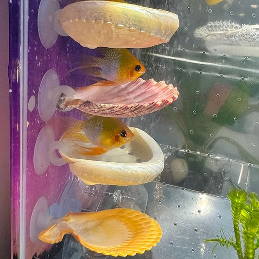 Oncpcare Betta Fish Resting Spot Shell Bed 4-Pack — Natural Habitat Style Hideout for Breeding, Spawning & Resting Betta Fish