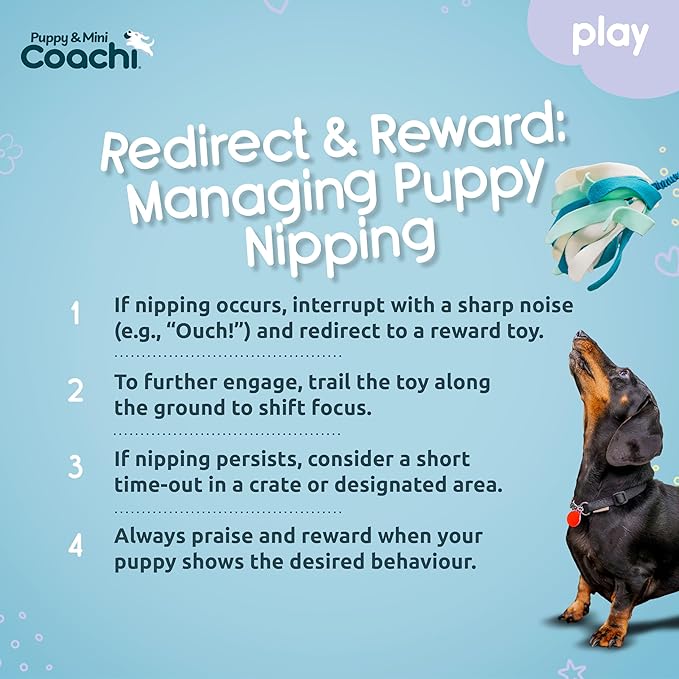 Coachi Puppy & Mini Tuggi Spider - Great for Tug & Play, Strong Dog Toy, Stretchy Bungee Handle, Reward Training, Recall, Agility, Interrupt Biting & Chewing. Suitable for Small Dogs & Puppies