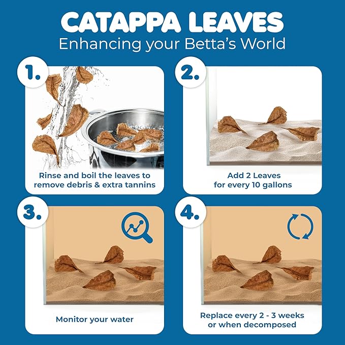 SunGrow Betta Leaves, Beneficial Indian Almond Leaves for Overall Development (Small (2 inch, 50 Pack))