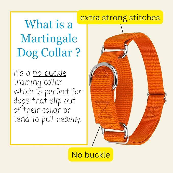 Country Brook Petz - Martingale Dog Collar - Heavy-Duty Training Collar with No Buckle - Service Dog Collar for All Pups - 20 Vibrant Colors (Orange, 1 Inch, Extra Large)
