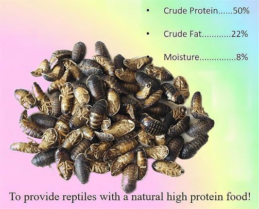 Classic Flock 2oz Freeze-Dried Dubia - High Protein Reptile & Amphibian Food