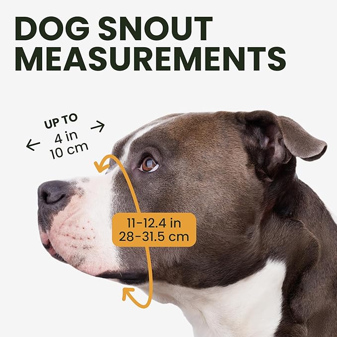 BRONZEDOG Pitbull Dog Muzzle Metal Mask Amstaff Wire Basket Pit Bull Adjustable Leather Straps for Large Dogs (Gold)