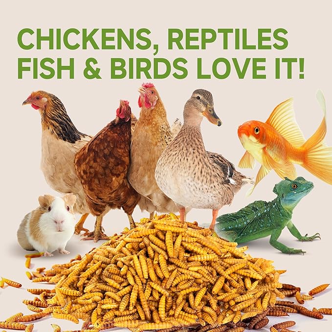 5LB Non-GMO Dried Black Soldier Fly Larvae for Chickens 45% Protein High Calcium Chicken Feed Alternative to Mealworms, Dried BSF Larvae Chicken Treats for Laying Hens Ducks Birds Reptiles