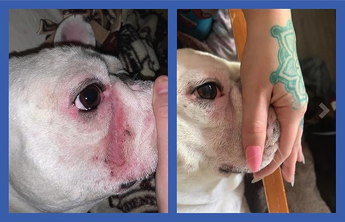 Squishface Wrinkle Paste - Bulldog, French Bulldog, Pug, English Bulldog – Cleans Wrinkles, Tear Stain, Tail Pockets, and Paws – Anti-Itch Tear Stain Remover & Bulldog Wrinkle Cream, 2 Oz.