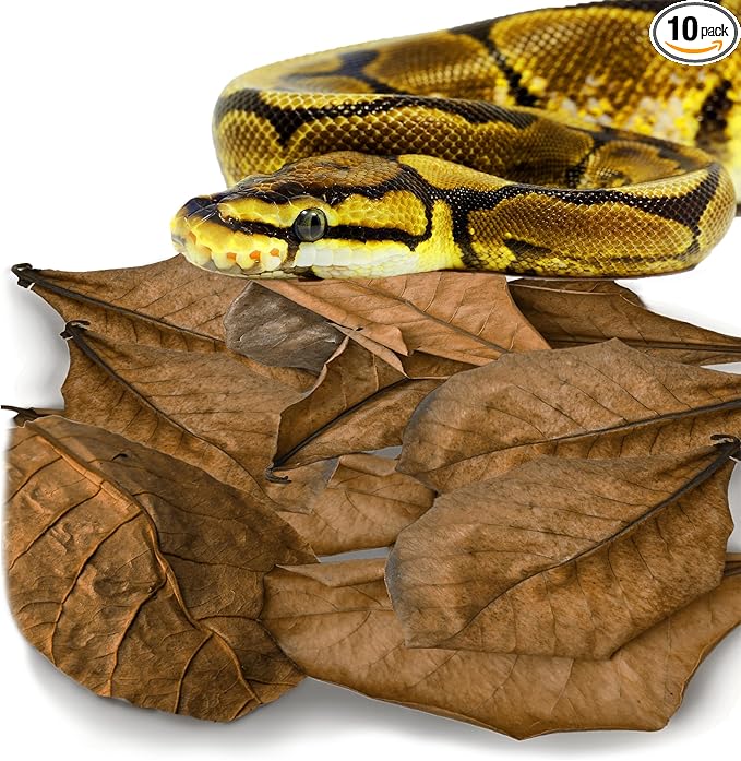 SunGrow Leaf Litter for Snakes, 10 Pcs Medium Indian Almond Catappa Leaves Substrate Maintain Humidity in Corn Snake and Ball Python Terrarium, 4-7 Inches, Reptile Tank Decor Accessories