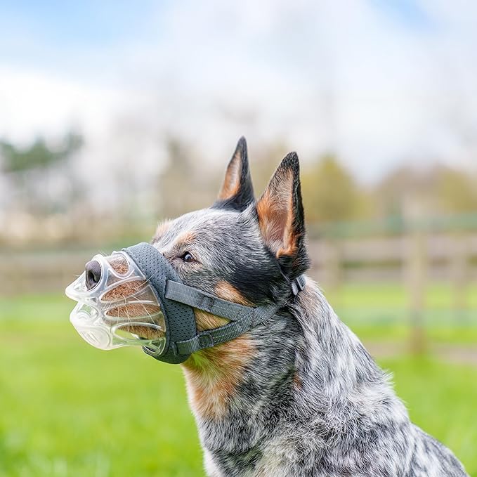 Baskerville INVISA Basket Dog Muzzle - Patented Humane Design with Facial Visibility, Padded Nose Band, Dog can Pant and Drink, Prevents Biting and Scavenging. Muzzle for Medium-Sized Dogs (Size 3)