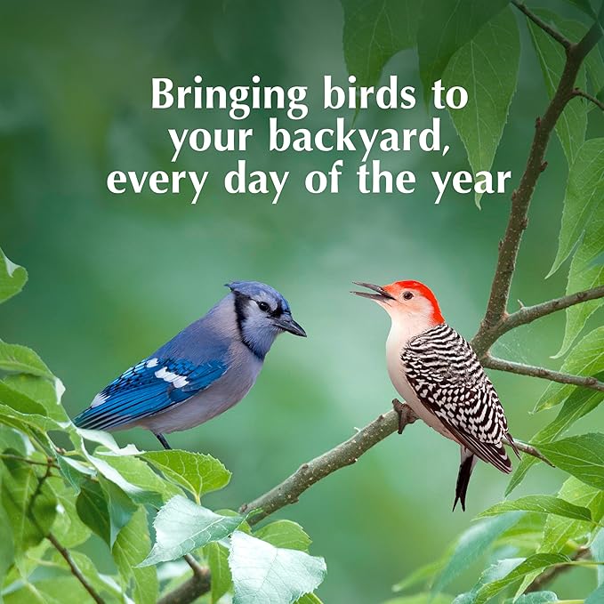 C&S Orange Delight No Melt Suet Dough, Suet Cakes for Wild Birds Including Robins, Blue Jays, Bluebirds, Tanagers, Thrushes and More, 8 Pack