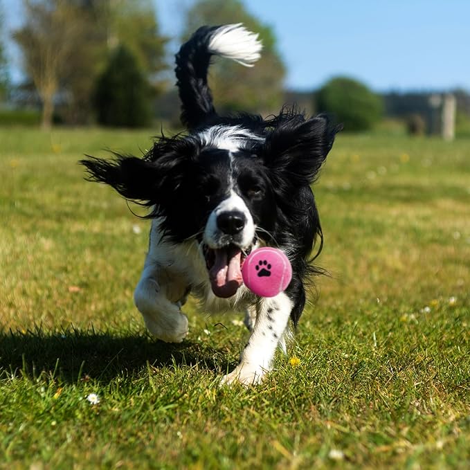 INSUM Bulk Tennis Balls for Dogs Pack of 12 Easy Catching Dog Fetch Balls (Non Squeaky-Multicolor)