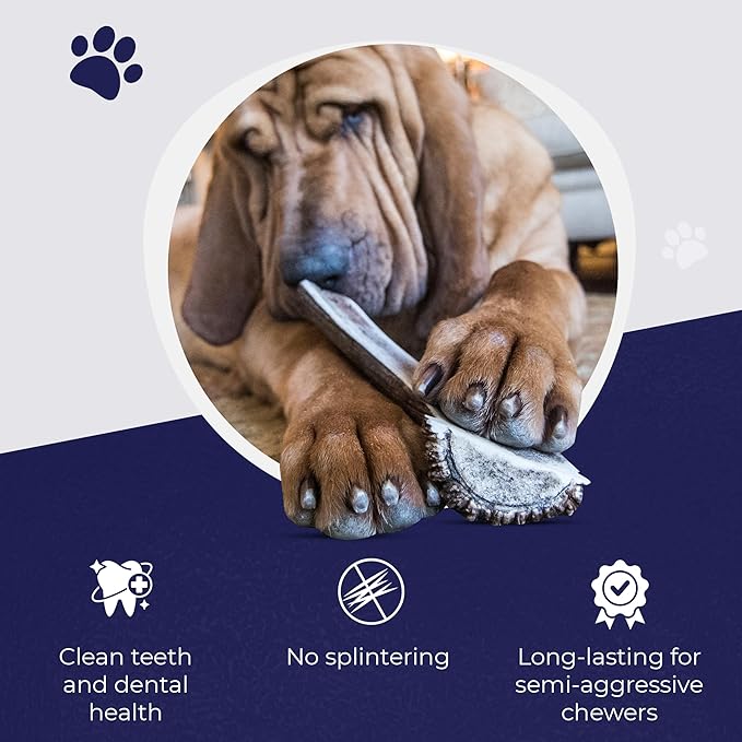 Devil Dog Pet Co. Split Elk Antlers for Dogs, Natural Dog Chew with Exposed Marrow - Long Lasting and Odor Free - USA Sourced - Cleaner Teeth, Anxiety & Boredom Relief - Small 4"+ 2 Pack