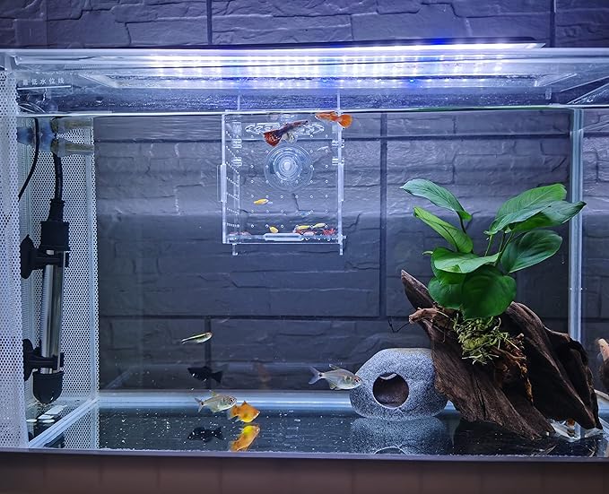 AWXZOM Acrylic Fish breeding Box, Acrylic Fish Isolation Box, Fish Separator for Aquarium, Hatchery Incubator with Suction Cups for Small Baby Fishes Shrimp Clownfish Guppy (3.9 * 3.9 * 3.9inch)