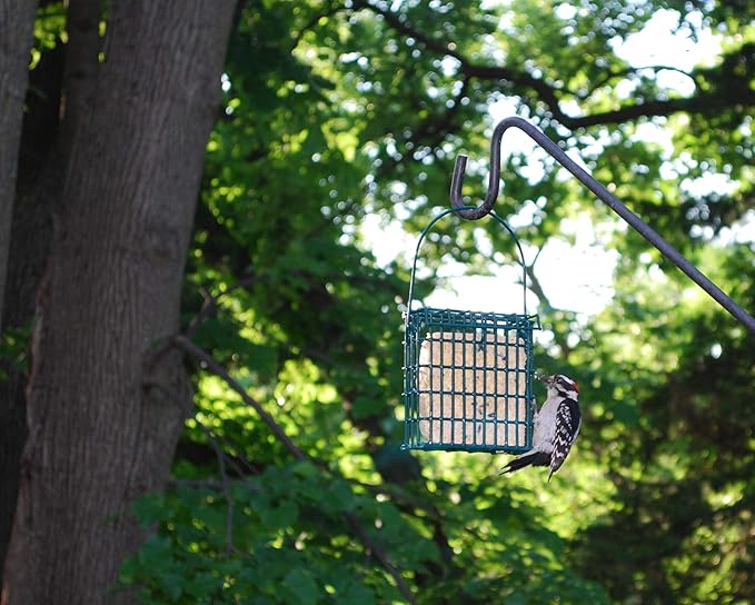 Wildlife Sciences Woodpecker Suet Cake 10 Pack for Wild Birds