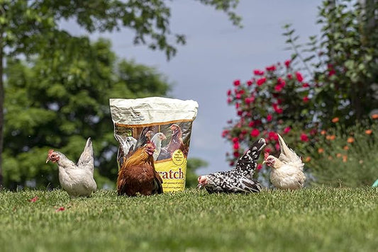 Manna Pro Ultimate Chicken Scratch Feed, Nutrient-Rich Scratch Grain Treat for Chickens and Poultry, Natural Multigrain Blend for Backyard Flocks and Laying Hens, Made in USA, 10 lb Bag